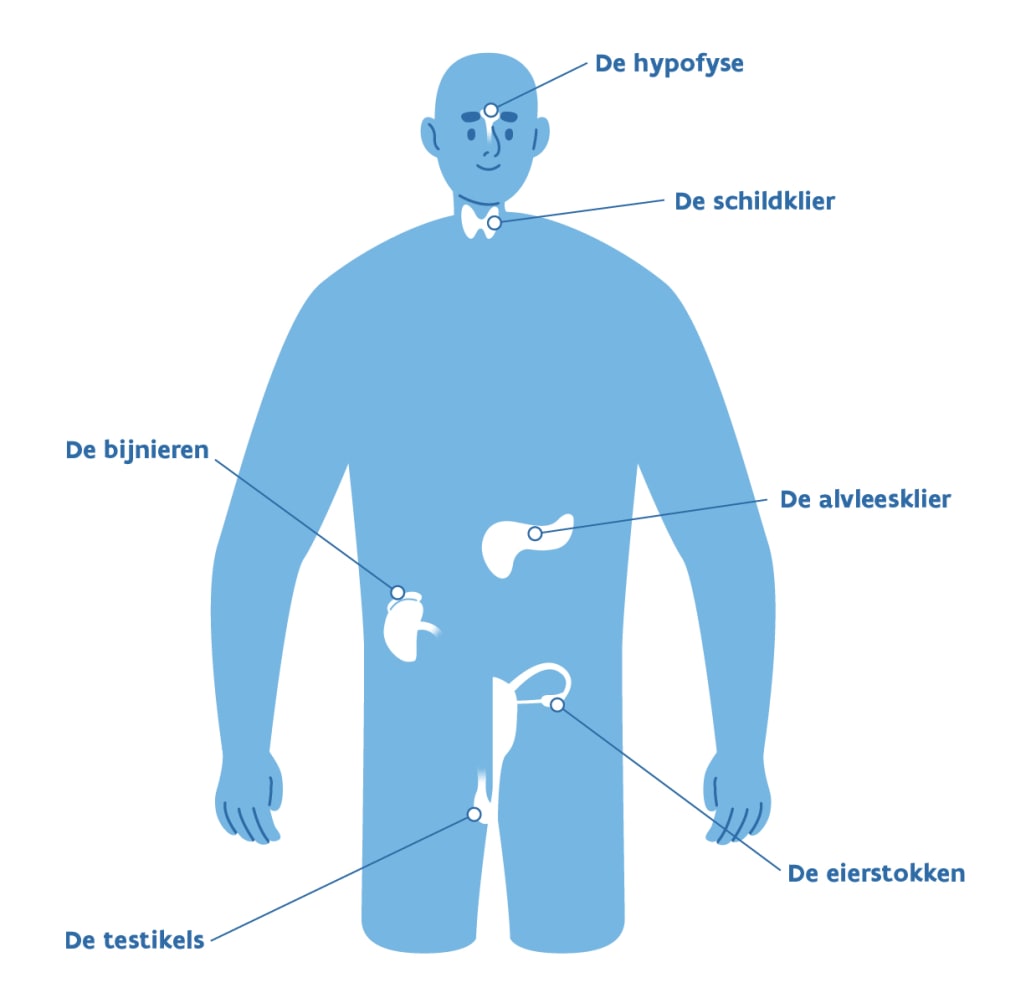MGZ_Hormonaal systeem