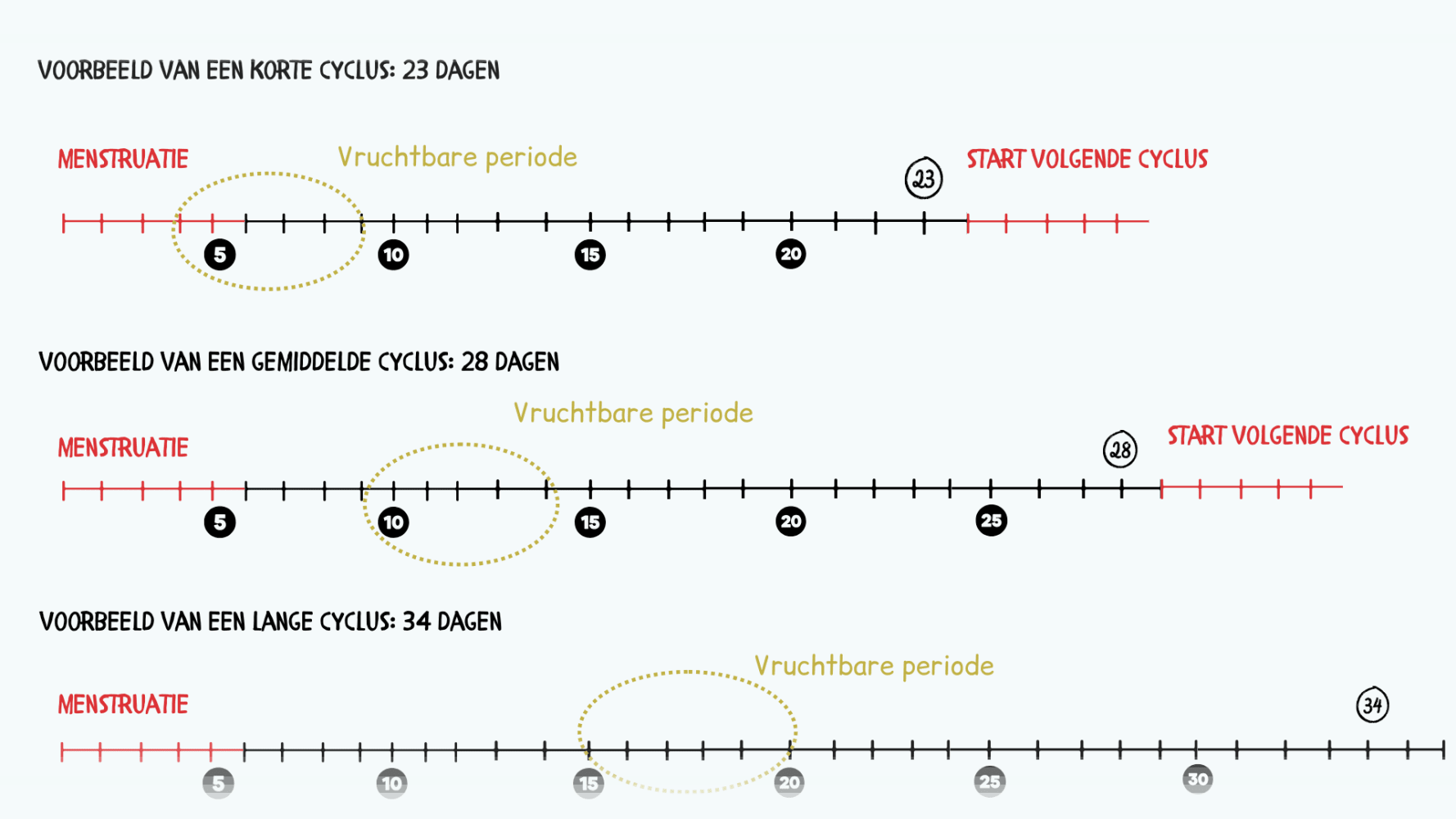 Korte cyclus, gemiddelde cyclus en lange cyclus