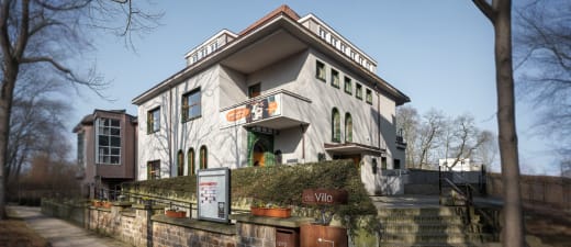 wzc korenbloem