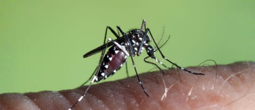 Aedes Albopictus