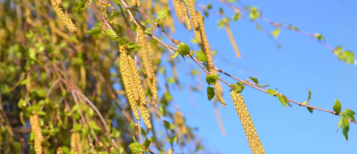 Pollen en allergie