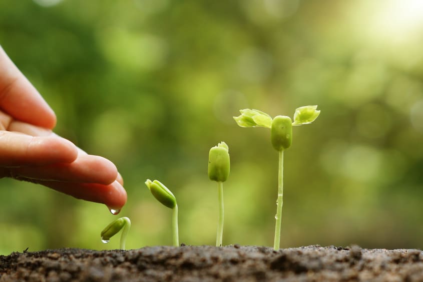 hand met plant